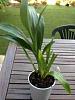 Zygopetalum Louisendorf-imageuploadedbytapatalk1338201109-160593-jpg