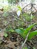 Lady slipper-dscn1581-jpg