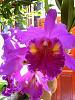 my orchid in thai-28-20090311000807-jpg