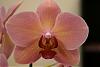 Have you seen this orchid?-img_1042-jpg