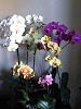 I need help in taking care of my new orchids-imageuploadedbytapatalk1339242967-743962-jpg