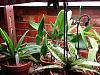 my okla light stand-light-stand-orchids-044-jpg