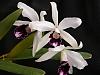 Laelia purpurata (werkauseri X Aco do Clito) X Aco de Clito-orchids-370-medium-jpg
