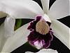 Laelia purpurata (werkauseri X Aco do Clito) X Aco de Clito-orchids-371-medium-jpg