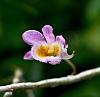 Dendrobium loddigesii-dl-jpg
