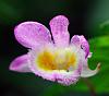 Dendrobium loddigesii-dl1-jpg