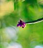 Dendrobium goldschmidtianum-177850_4101987192995_484174860_o-jpg