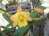 Hi I'm Vega from Florida-hawaian-orchid-003-jpg