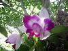 Hi I'm Vega from Florida-orchid-001-jpg