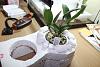 My Orchid Terrarium Progress-img_1519-2-jpg