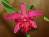 Cattlianthe Jewel Box 'Scheherazade'-ctt-jewel-box-scheherazade-flower-2-jpg