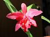 Cattlianthe Jewel Box 'Scheherazade'-ctt-jewel-box-scheherazade-bloom-1-jpg