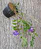 Dendrobium victoria-reginae (in bloom)-dendrobium-victoria-reginae-1-jpg