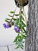 Dendrobium victoria-reginae (in bloom)-dendrobium-victoria-reginae-9-jpg