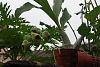 catasetum macroglossum-macrogplant-jpg