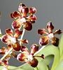 Vanda merrillii first of four spikes in bloom-img_4484-jpg