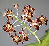 Vanda merrillii first of four spikes in bloom-img_4501-jpg