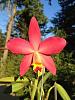 Sl. Pole Star 'Sierra Flame' x C. loddigesii 4N-imageuploadedbytapatalk1341541970-190641-jpg