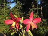 Sl. Pole Star 'Sierra Flame' x C. loddigesii 4N-imageuploadedbytapatalk1341542033-325312-jpg