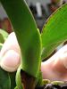 Bud Shadows on Outdoor L. pumila-imageuploadedbytapatalk1342042261-426789-jpg