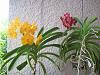 Vanda and ascocenda still going strong :)-cuttings-007-jpg