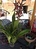 What is this and how do I care for it? (oncidium? Dendrobium?)?-mail-jpg