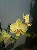 Phalaenopsis Blooming since January!-img_0925-jpg
