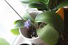 Is my Phal salvageable?-img_5439small-jpg