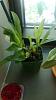 Paphiopedilum henryanum with brown spots on leaves-uploadfromtaptalk1343431933097-jpg