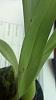 Paphiopedilum henryanum with brown spots on leaves-uploadfromtaptalk1343437737737-jpg