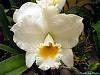 Blc. Eagle Eye-003-jpg