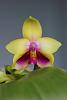 my August-phal-bellina-001-jpg