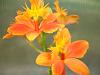 in the gh today-flowers-012-jpg