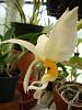 2013 Calendar Contest-stanhopea-embreei-007-jpg