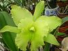 blc ports of paradise 'emerald isle' fcc/aos-ebay-001-jpg