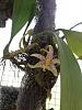 Bulbophyllum baileyi-imageuploadedbytapatalk1344441315-623861-jpg