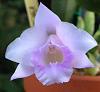 Laelia/Cattleya alaorii-imageuploadedbytapatalk1344739493-851603-jpg