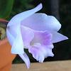 Laelia/Cattleya alaorii-imageuploadedbytapatalk1344739517-526944-jpg