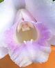 Laelia/Cattleya alaorii-imageuploadedbytapatalk1344739564-264063-jpg