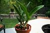 Rlc. EZO Robin's Magic getting ready to bloom?-catt-6-jpg