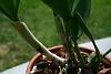 Rlc. EZO Robin's Magic getting ready to bloom?-catt-8-jpg