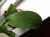 Phalaenopsisi white/brown spots on leaves-photo-3-jpg