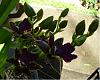 Zygopetalum Advance Australia HOF - 32 blooms/buds-p1000532-jpg