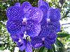 Vanda Prao Sky Blue-img_2506-jpg