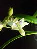 Encyclia Radiata-imageuploadedbytapatalk1347323141-059002-jpg