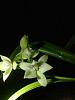 Encyclia Radiata-imageuploadedbytapatalk1347323152-606950-jpg