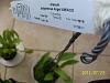 Orchid Grievances-remaining-pictures-329-jpg