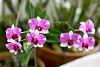 Dendrobium Phalenopsis'Splash'-img_0106-jpg