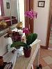 Are these conditions proper for my orchid ???-imageuploadedbytapatalk1347721815-321003-jpg