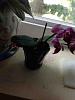 Are these conditions proper for my orchid ???-imageuploadedbytapatalk1347721964-204380-jpg